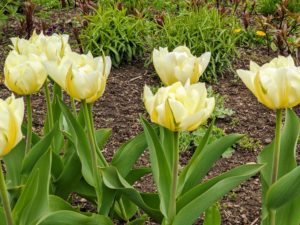 Right now, the main beauties in the flower garden are the tulips - beautiful, colorful tulips. Tulips are perennial, spring-blooming plants. They are grown for their graceful leaves and bright and cheery flowers.