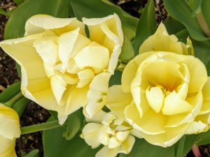 Tulips come in an array of shapes and forms. Some are traditional and cup-shaped, some have fringed petals, others have pointed ones, and some are full of fanciful ruffles. Some varieties even carry a soft, subtle scent.