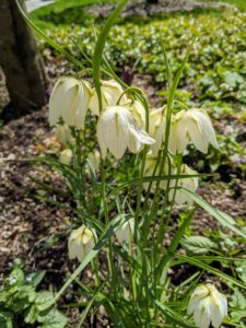 The bell-shaped flowers seem rather large for the plant. Fritillaria flowers come in colors from deep purple to white. The narrow leaves are alternate and sparse.