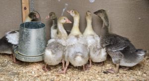Inside the first coop is our “nursery”, where the youngest birds are housed until they are big enough to join the rest of the flock. Remember the goslings? They are growing very fast.