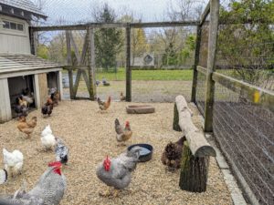 It’s always such a joy to see the animals at my farm thriving. In this photo, the Heritage Barred Rocks are in front, and the smaller black and white chicken is a Silver Spangled Hamburg.