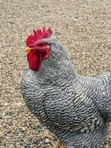 The Heritage Barred Rock Rock is a beautiful breed of chicken. It is a long-standing favorite in the United States because of its reliable laying capabilities, docile nature, and dual-purpose conformation.