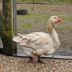 I also have Toulouse geese. The Toulouse is a French breed of large domestic goose, originally from the area of Toulouse in south-western France.