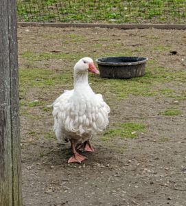 The Sebastopol goose is also referred to as a Danubian goose. The name ‘Danubian’ was first used for the breed in 1863 Ireland. Both males and females have pure white feathers that contrast with their bright blue eyes and orange bills and feet. Sebastopols have large, rounded heads, prominent eyes, slightly arched necks, and keelless breasts.