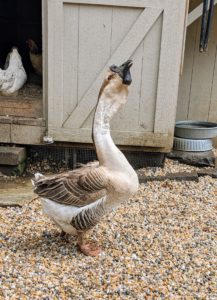 And this is one of my two Brown African Geese - also from the Northeastern Poultry Congress. This is a breed of domestic goose derived from the wild swan goose. The African goose is a massive bird. Its heavy body, thick neck, stout bill, and jaunty posture give the impression of strength and vitality.