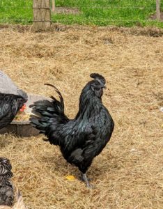 I’ve raised many different chicken breeds and varieties over the years. This is an Ayam Cemani. Ayam means “chicken” in Indonesian. Cemani refers to the village on the island of Java where this breed originated. The beak and tongue, comb and wattles, even their bones and organs appear black.