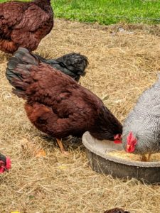 Chickens are not difficult to keep, but it does take time, commitment and a good understanding of animal husbandry to do it well. Before choosing to raise chickens, always check with local planning and zoning authorities to be sure chickens are allowed in your area.