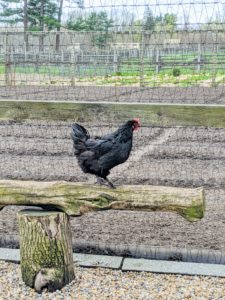 And this hen is on a natural log supported by short stumps at each end. On the other side of the fence, one can see this season's vegetable garden beds.