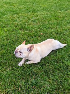 Many dogs like to lie down with their back legs stretched out behind them like frogs – the cool grass must feel refreshing on Creme Brulee's belly. Does your dog do this?