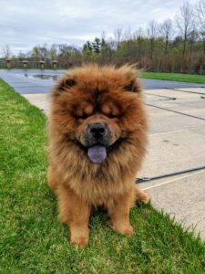 What is most unique and distinctive of a true Chow Chow is its blue-black tongue. The Chow should have a large head with a broad, flat skull, a short, deep muzzle, and very expressive eyes.
