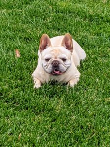 This is Creme Brulee. She is a fawn French Bulldog. This breed is known for its wrinkly, smushed face and bat-like ears.