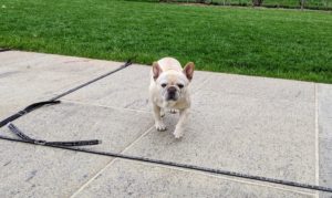 Are you ready to go for a stroll, Creme Brulee? Very little grooming is needed for a Frenchie, but mine are brushed daily, their feet are washed, and their coats are inspected for ticks after every walk.