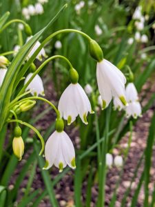 Leucojum vernum, or the spring snowflake, is a perennial plant that produces green, linear leaves and white, bell-shaped flowers with a green edge and green dots. The plant grows between six to 10 inches in height and blooms in early spring. Leucojum is a genus of only two species in the family Amaryllidaceae - both native to Eurasia. These bulbous perennials have grass-like foliage and are quite fragrant.