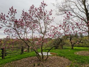 I have several pink magnolias on one side of a carriage road leading toward my stable. They are in an area near the giant birdbath.