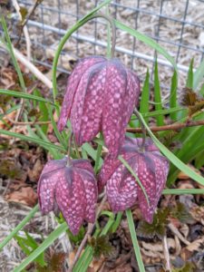 This is Fritillaria meleagris, also known by its common names: chess flower, checkered lily, drooping tulip, or in northern Europe, simply fritillary. The name Fritillaria actually comes from the Latin word "fritillus" meaning dice-box, likely referring to the checkered pattern on some of the flowers.