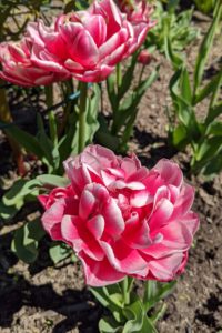 Most tulip plants range between six to 24 inches tall and at least 12 inches wide.