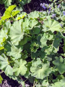 Along both sides of the main path is the growing Lady's Mantle. Lady’s Mantle is a long-lived perennial flower that is fairly low-maintenance and blends well with other spring bloomers. The foliage looks good all season and can make a nice ground cover under small trees.