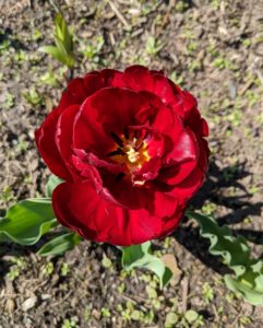 Plant tulip bulbs in full sun to partial shade. Too much shade will diminish blooming.