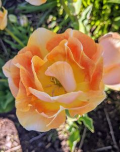 This flower has multi-toned petals of peach, orange, and creamy yellow making it a versatile favorite for floral designers. It opens to a ruffled bloom that resembles a garden rose or peony.