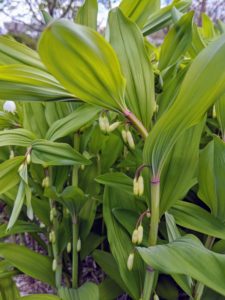 Solomon’s Seal looks great planted in clumps. These plants like dappled shade, rich and organic soils, and plenty of moisture. Once they are established, they can survive short droughts fairly well.