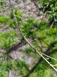 The branches are just now starting to show some growth. The leaves of the bald cypress are compound and feathery, made up of many small leaflets that are thin and lance-shaped. Once leafed out, these trees will show off a beautiful medium green color.