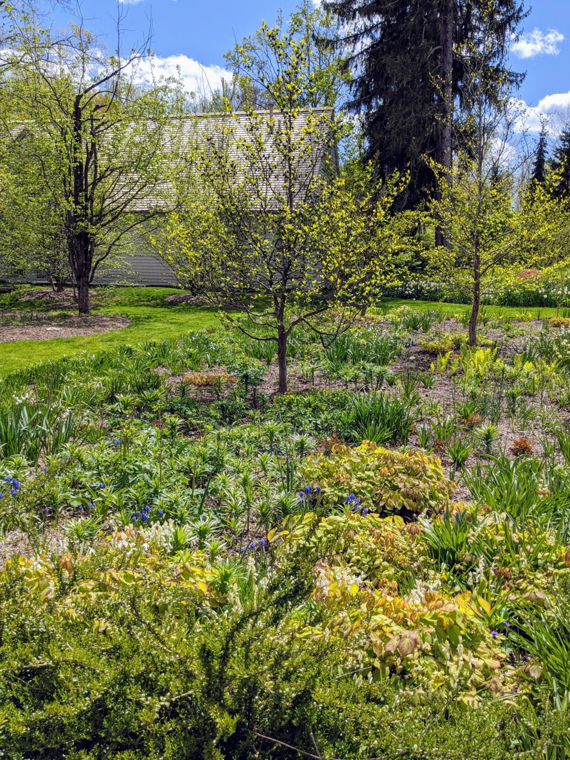 My Thriving Stewartia Garden - The Martha Stewart Blog