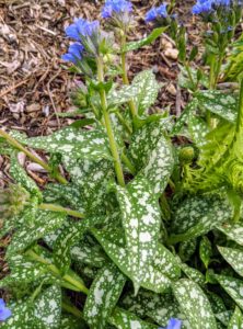 This is Pulmonaria, or lungwort – a beautiful, versatile, hardy plant. Lungworts are evergreen or herbaceous perennials that form clumps or rosettes. They are covered in hairs of varied length and stiffness. The spotted oval leaves were thought to symbolize diseased, ulcerated lungs, and so were once used to treat pulmonary infections.