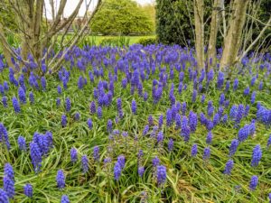 Everything grows so well in this garden. There were carpets of purple Muscari or grape hyacinths everywhere. Muscari is a genus of perennial bulbous plants native to Eurasia that produce spikes of dense, most commonly blue, urn-shaped flowers.