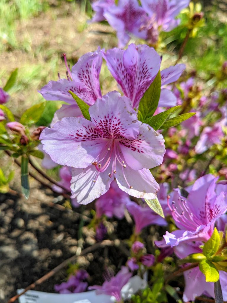 My Azaleas are Blooming - The Martha Stewart Blog