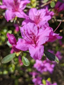 And never eat azaleas. Like its cousin the rhododendron, the azalea is a toxic plant, and all parts of the plant are poisonous, including the honey from the flowers.