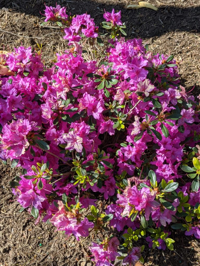 My Azaleas are Blooming - The Martha Stewart Blog