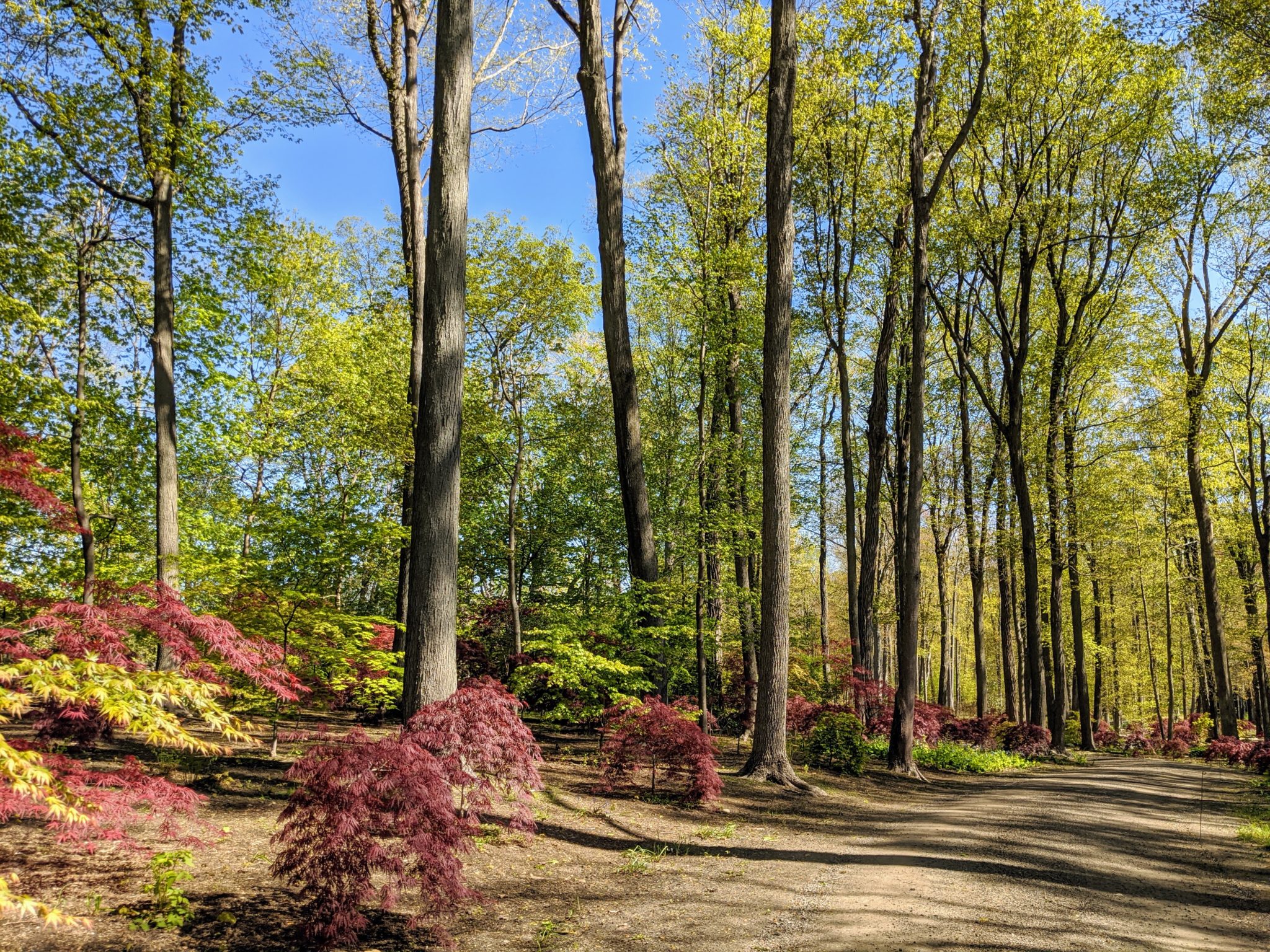 Planting Trees in My Japanese Maple Grove The Martha Stewart Blog