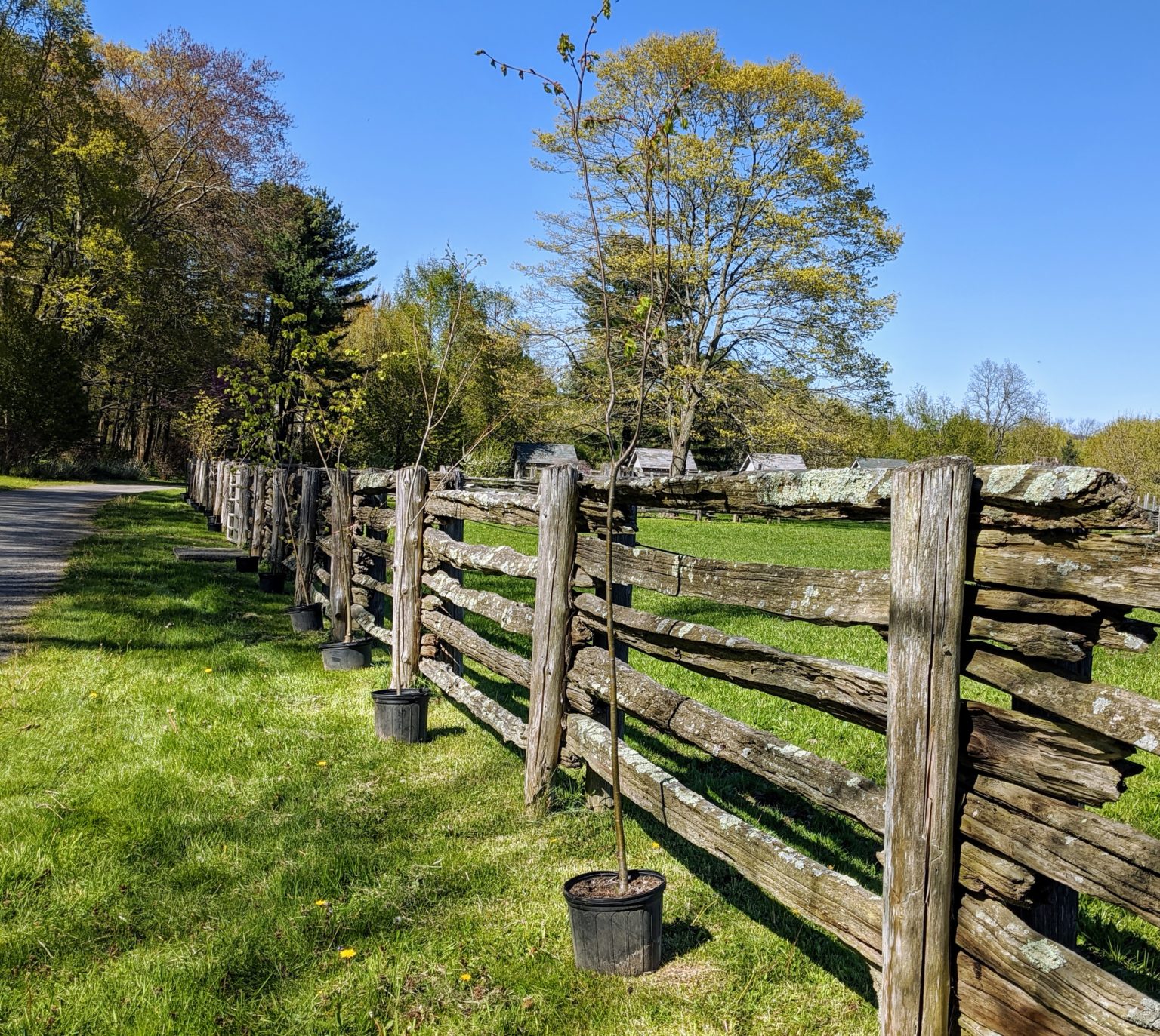 Planting Pine Trees and Littleleaf Lindens - The Martha Stewart Blog