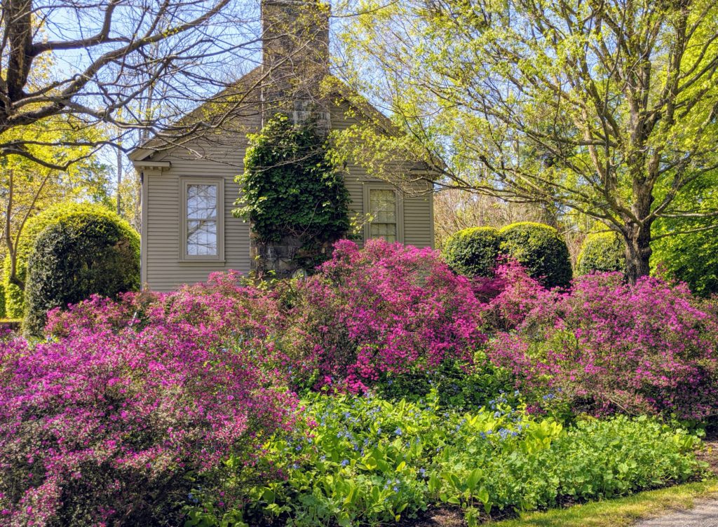 My Azaleas Are Blooming - The Martha Stewart Blog