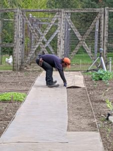 The path is about four feet wide to accommodate the hoses and our stand-up tripod sprinklers from Gilmour. Weed cloth is available at garden shops and comes in a variety of widths.