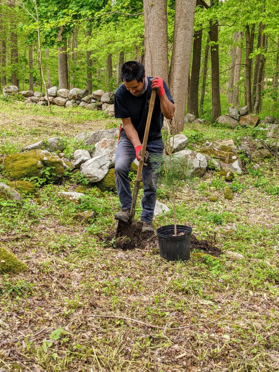 Planting Pine Trees and Littleleaf Lindens The Martha Stewart Blog