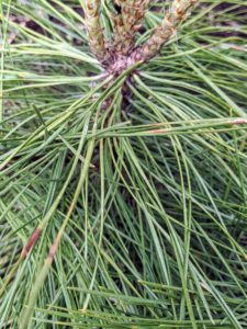 Pine trees are evergreen, with a multitude of needles that remain on the tree year-round. The pine needles on each species of pine grow in bundles on the branches. These bundles are known as fascicles.