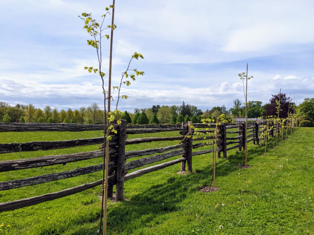 Planting Pine Trees and Littleleaf Lindens - The Martha Stewart Blog