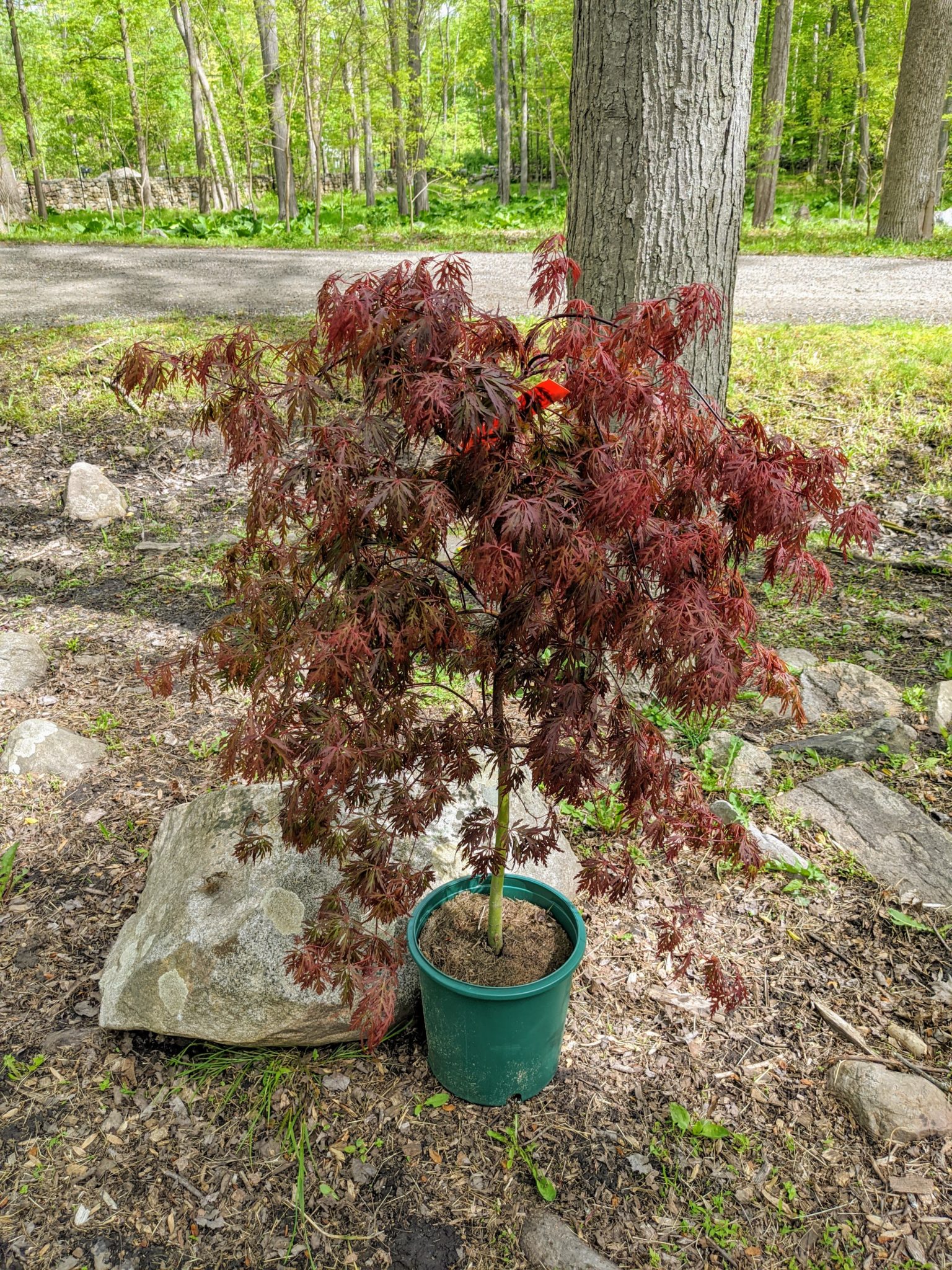 Planting Trees in My Japanese Maple Grove - The Martha Stewart Blog