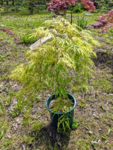 'Flavescens' Japanese maple cascades nicely also. Different from other maples, this variety has spring-to-early-summer cool yellow-green foliage.