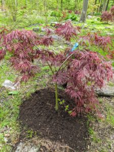 'Tamukeyama Threadleaf' maple is a graceful, mounding, dwarf tree with waxy, deep red bark, and beautiful cascading branches.