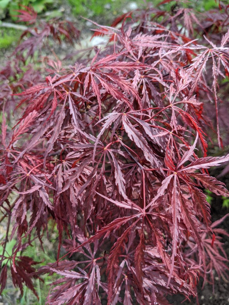 Planting Trees in My Japanese Maple Grove - The Martha Stewart Blog