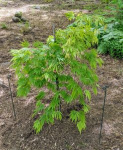 ‘Omurayama' is a weeping form of Japanese maple. It typically grows in an upright, rounded, cascading form to 10 feet tall over the first 10 years, eventually maturing to 15 feet tall and as wide.
