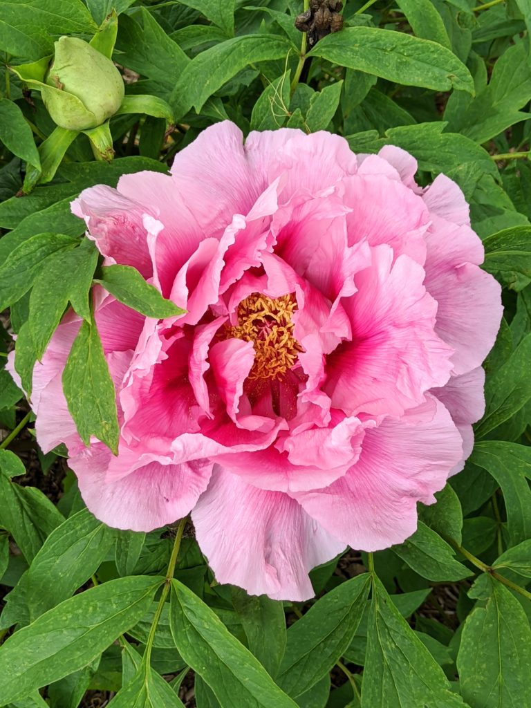 The Blooming Tree Peonies at My Farm - The Martha Stewart Blog