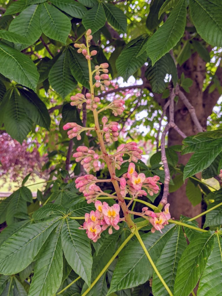 My Blooming Horse-Chestnut Trees - The Martha Stewart Blog