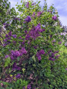 And, lilacs were grown in America’s first botanical gardens – both George Washington and Thomas Jefferson grew them.