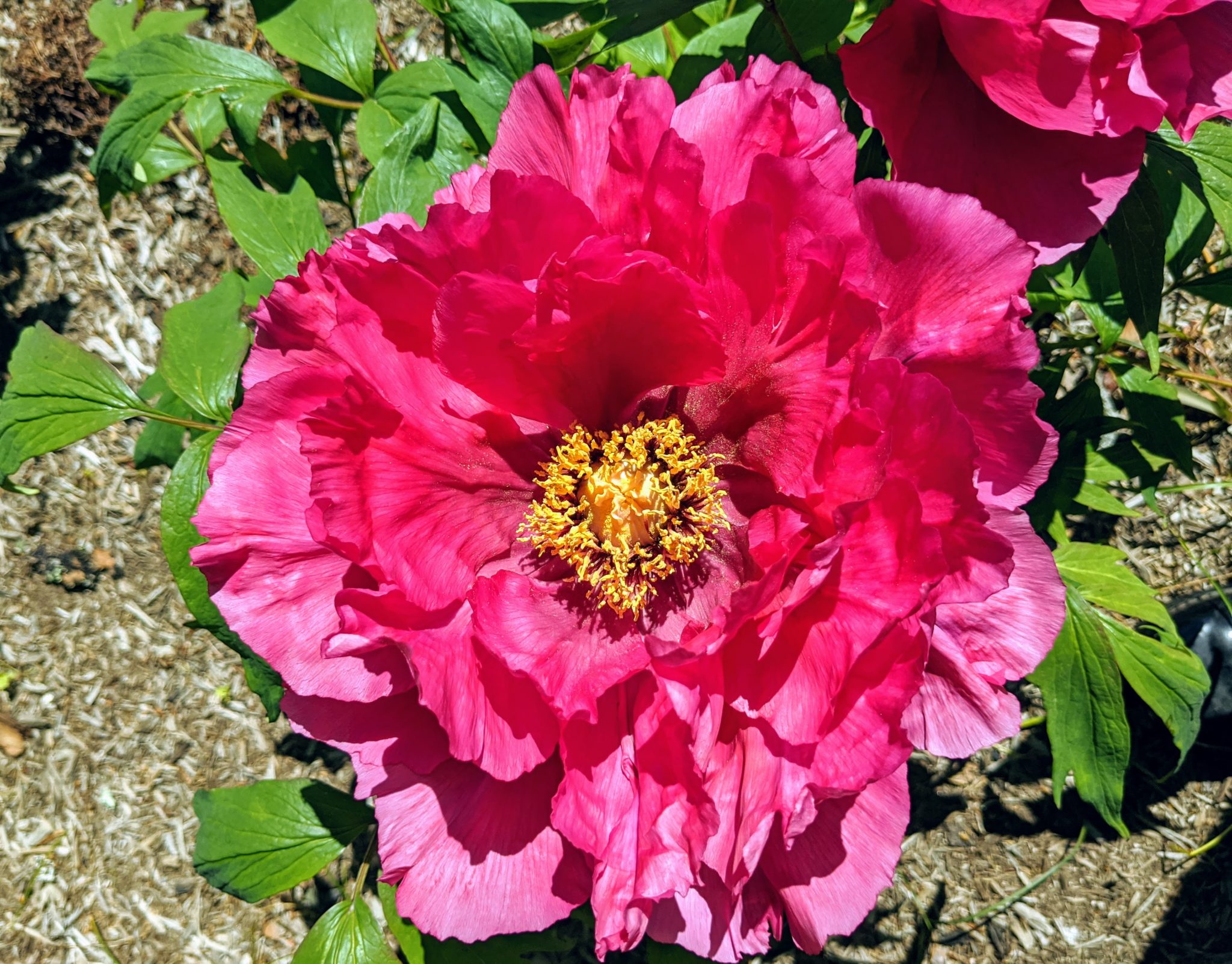 The Blooming Tree Peonies at My Farm The Martha Stewart Blog