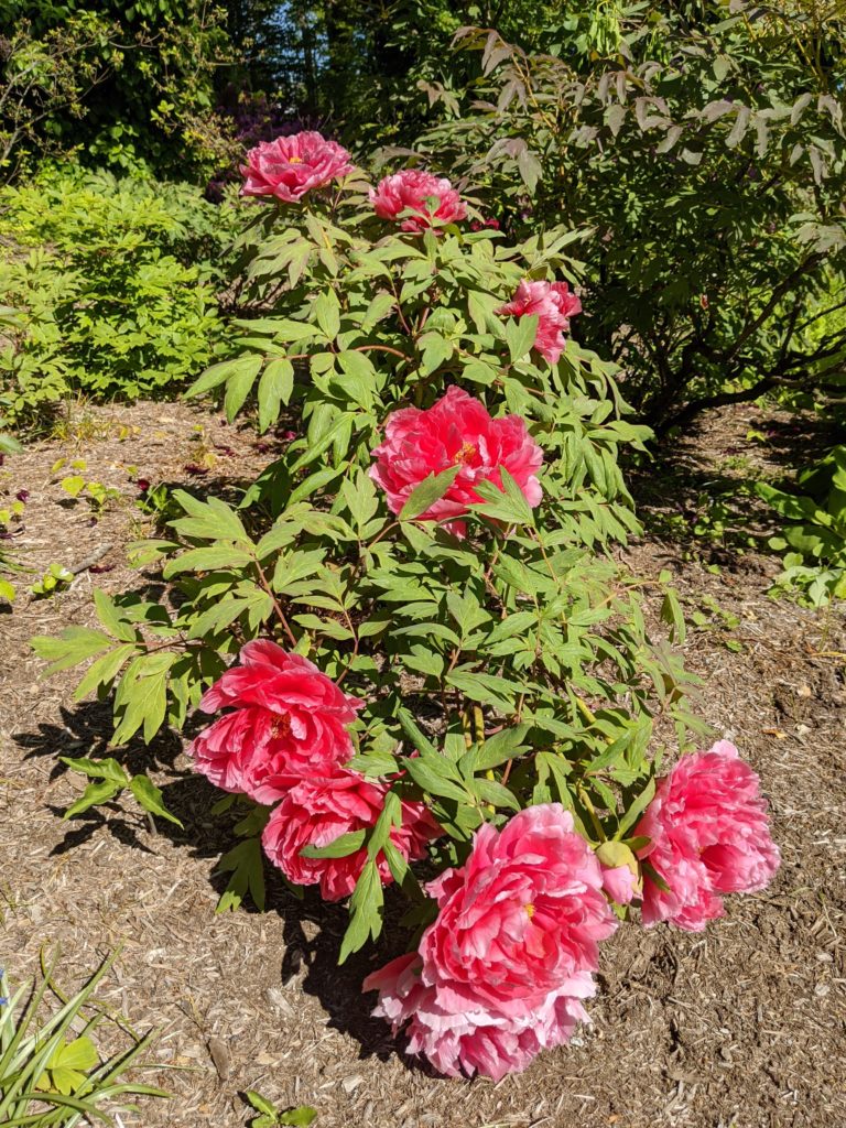 The Blooming Tree Peonies at My Farm - The Martha Stewart Blog