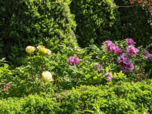 They don’t need much, but I often prune the tree peonies myself and have found that pruning to about a four to five-foot height creates a wonderful eye-level view of blooms.
