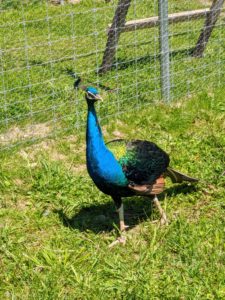 The peacocks and peahens are all so curious. This blue boy watched the entire process from the other side of the pen. These birds are so photogenic with their iridescent blue necks.